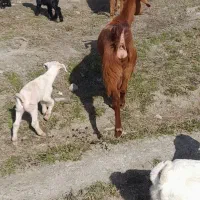 بزبزغاله|حیوانات مزرعه|مشهد, کلاته برفی|دیوار