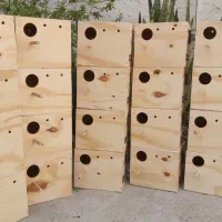 لونه عروس هلندی