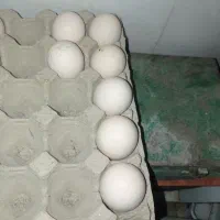 تخم مرغ لاری