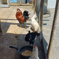 مرغ و خروس گلین اصیل