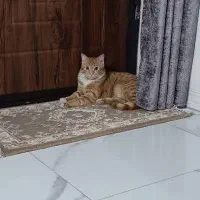 واگذاری رایگان گربه 10ماهه نرشیطون وبامزه