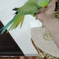 طوطی ملنگو اهلی|پرنده|اهر, |دیوار