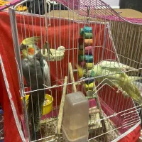 عروس هلندی نر و ماده|پرنده|رضوانشهر, |دیوار