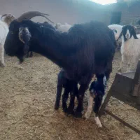 بزغاله|حیوانات مزرعه|بجستان, |دیوار