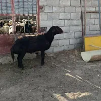 قوچ داشتی