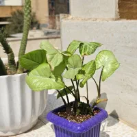 گل خانگی|گل و گیاه طبیعی|بندر دیر, |دیوار