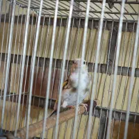 سهره ماده چونه سفید روباهی سر سفید ابلق کرم