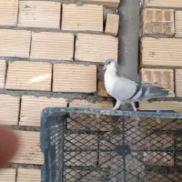 یه جفت خوشرنگ