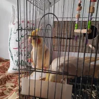 عروس هلندی جفت سفیدکاملارام شده|پرنده|ایزدشهر, |دیوار