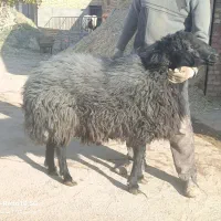 فروش قوچ هترو|حیوانات مزرعه|دوتپه, |دیوار