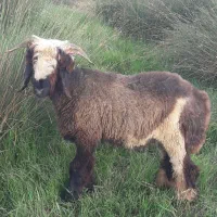 ۲ بره ترکی چاق معاوضه با بره ۳۵ کیلویی