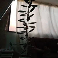 گل اپارتمانی