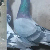 ۳نرکفتر|پرنده|نیمبلوک, |دیوار