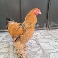 خروس امپراطور نژاد اصیل|حیوانات مزرعه|بابلسر, |دیوار