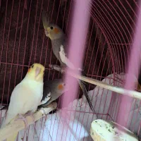 طوطی عروس هلندی