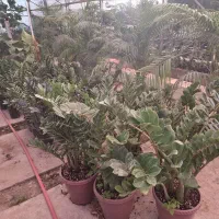 خرید برگ پاییزی انواع درختان|خدمات باغبانی و درختکاری|ملک‌آباد, |دیوار