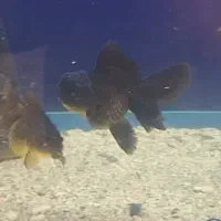 گلدفیش بوفالو مشکی