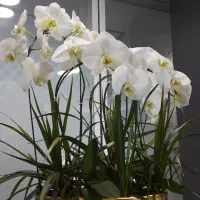 گلدان ارکیده