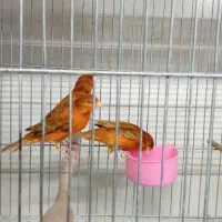 قناری نر و بنگالی و پرنده|پرنده|اصفهان, شهرک کاوه|دیوار