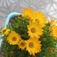 خریدار چوب پسته و انار