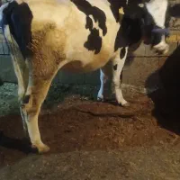 گوساله ابستن