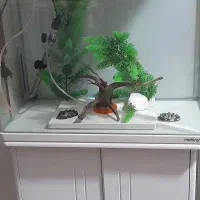 فروش آکواریوم ماهیران