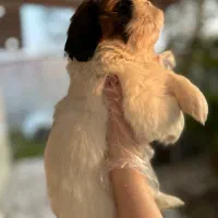 شیتزهای اصیل|سگ|رشت, گلسار|دیوار