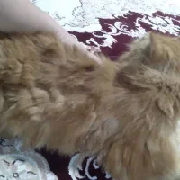 گربه پرشین