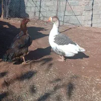 حیوان سالم|حیوانات مزرعه|خوی, |دیوار