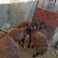 پنج عدد بزغاله|حیوانات مزرعه|نیشابور, دربقاضی|دیوار