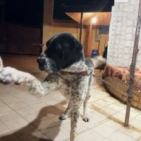 واگذاری سگ آلابای