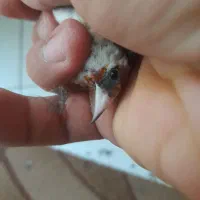 سهره نر|پرنده|بندرعباس, |دیوار