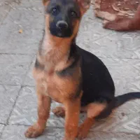 توله ژرمن|سگ|اصفهان, آزادان|دیوار