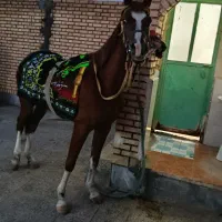 اسب مادیان یکسر