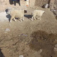 دو عدد بزغاله نرو ماده و ۲ تا بره ماده سبک|حیوانات مزرعه|تربت‌حیدریه, منصوریه|دیوار