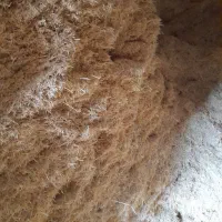 فروش کاه گندم دیم در فامنین