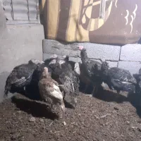 بقلمون ۵ماهه معاوضه با بز نر|حیوانات مزرعه|دهگلان, |دیوار