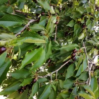 گیلاس ارگانیک و تازه