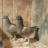 کبوتر نرو ماده گنجه معاوضه فقط با طوقی|پرنده|زابل, |دیوار