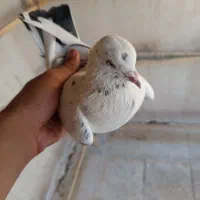 کفتر|پرنده|تهران, استخر|دیوار