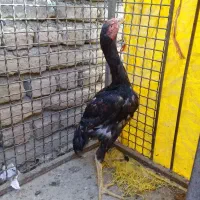 لاری|حیوانات مزرعه|چالدران, |دیوار