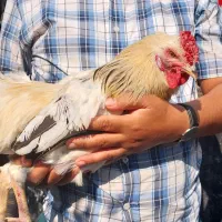 کوشین وچهل تاج