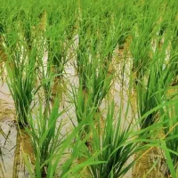 فروش زمین برنجکاری کریک