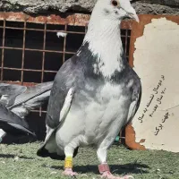 کبوتر پلاکی