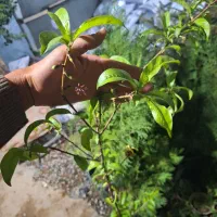 نهال و درخت هلو همراه با بار تک و عمده موجود