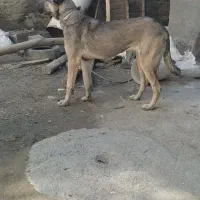 سگ عراقی ماده|سگ|کبودرآهنگ, |دیوار