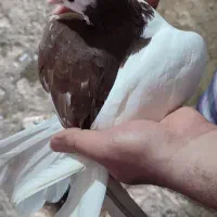 کبوتر جهش ژنتیکی