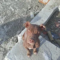 توله سگ پیت بول۳ماهه