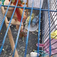مرغ عشق،جفت با هم