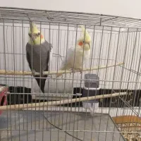 عروس هلندی جفت مولد جوان